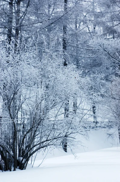 Winter Hout — Stockfoto
