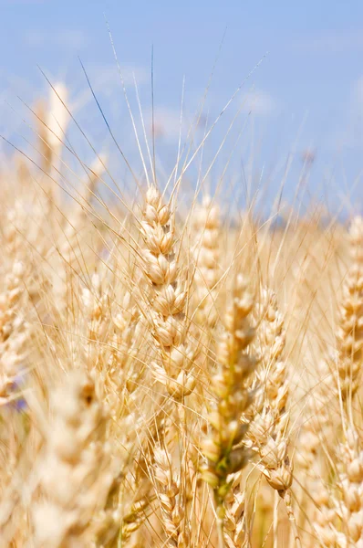 Ripe rye against the blue sky — Stock Photo, Image