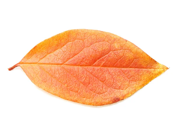 Podzimní List Izolované Bílém Pozadí — Stock fotografie