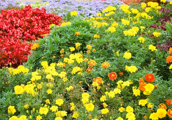 Kleurrijke bloemen als achtergrond — Stockfoto