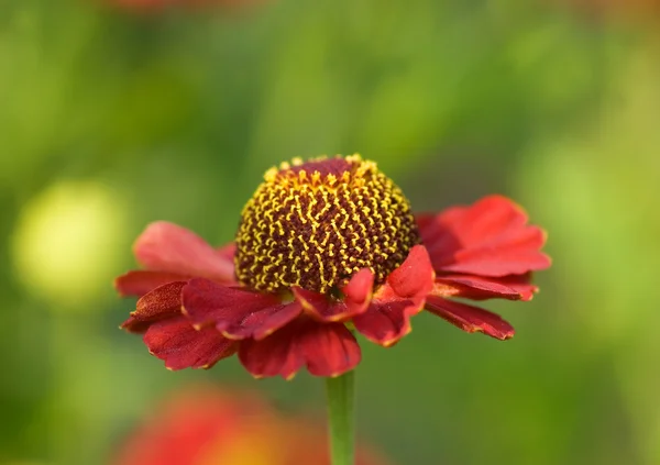 Beautiful flowers on green background — Stock Photo, Image