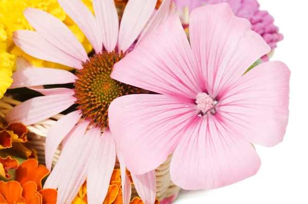 Beautiful Flowers Isolated White Background — Stock Photo, Image