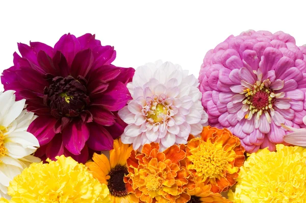 Beautiful flowers isolated on white background — Stock Photo, Image