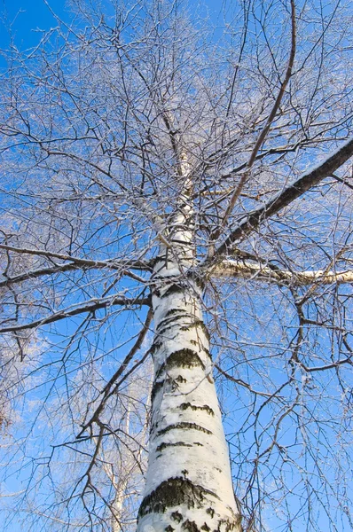 Träd i snön på vintern — Stockfoto