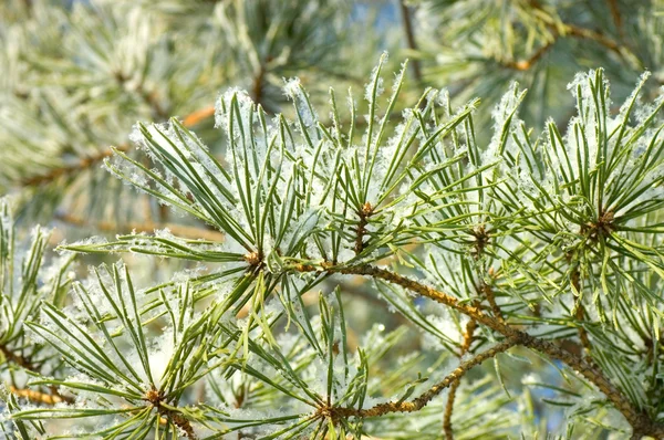 Päls-trädgren täckt med rimfrost — Stockfoto