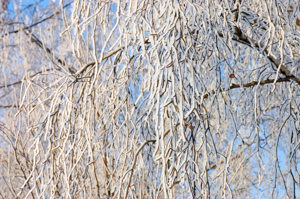 Winter snow branches of tree on a blue sky background — Stock Photo, Image