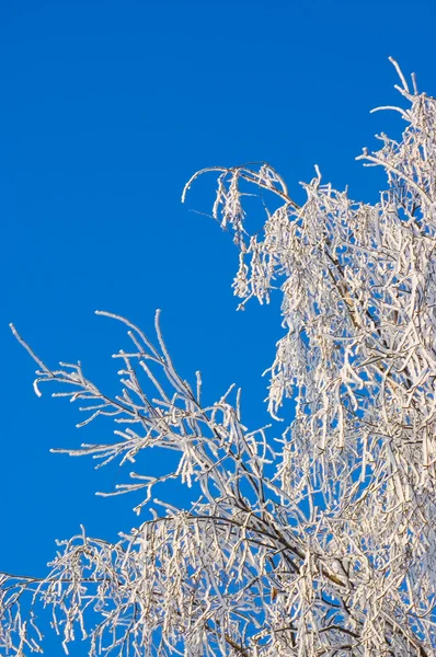 Зимние Снежные Ветви Дерева Голубом Фоне Неба — стоковое фото