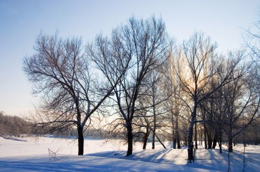 Winter snow branches of tree on a blue sky background clipart