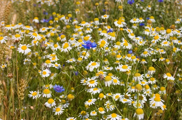 Field Cornflowers Camomiles — Stock Photo, Image