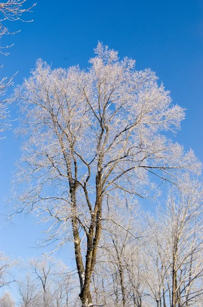 Las ramas de nieve de invierno del árbol sobre un fondo azul del cielo —  Fotos de Stock