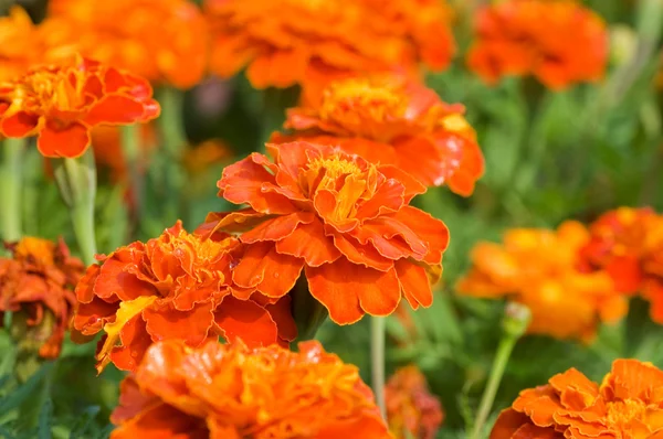 Beautiful flowers on green background — Stock Photo, Image