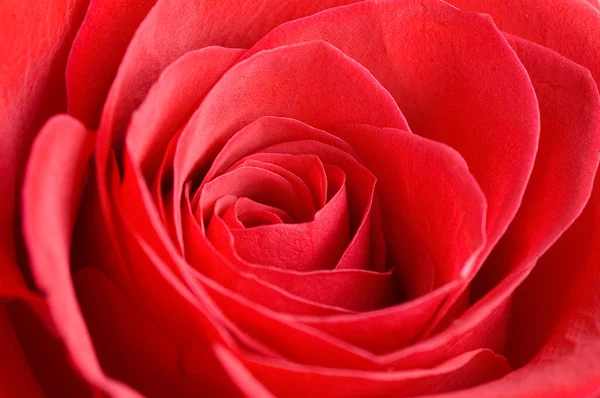 Rosa Vermelha Bonita Como Fundo — Fotografia de Stock