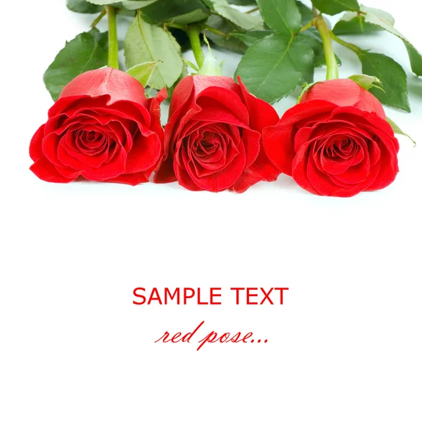 Rosa Rossa Isolata Sfondo Bianco — Foto Stock