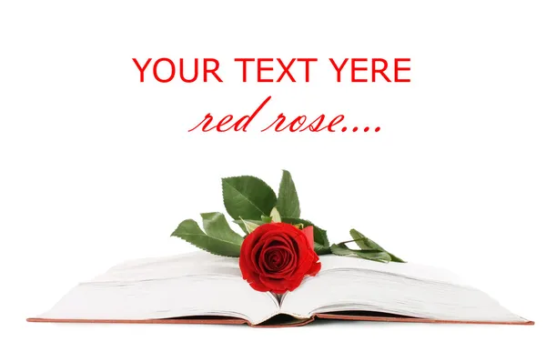 Piękna Czerwona Róża Książka Białym Tle — Zdjęcie stockowe