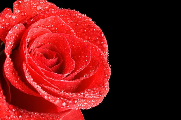 Krásná červená růže na černém pozadí — Stock fotografie