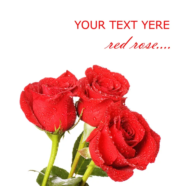 Rote Rose isoliert auf weißem Hintergrund — Stockfoto