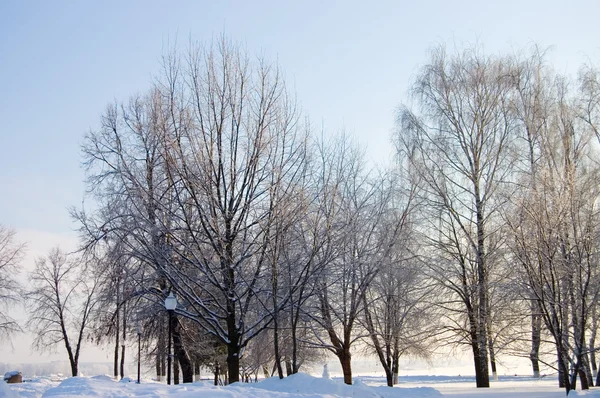 Χειμώνα χιόνι κλαδιά του δέντρου σε φόντο γαλάζιο του ουρανού — Φωτογραφία Αρχείου