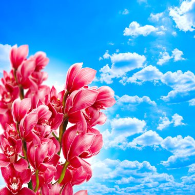 Orkide mavi gökyüzü