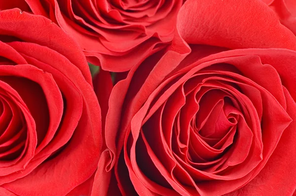 美丽的红玫瑰作为背景 — 图库照片