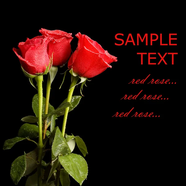 Vörös rózsa, a fekete háttér mintázata — Stock Fotó