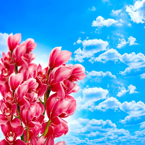 Орхидеи против голубого неба — стоковое фото