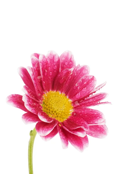 Flor de crisantemo aislada sobre fondo blanco — Foto de Stock