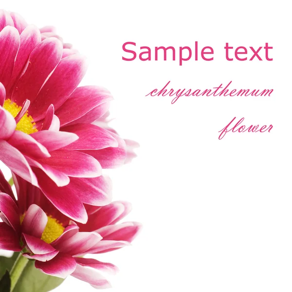 Chrysanthemum flower isolated on white background — Stock Photo, Image