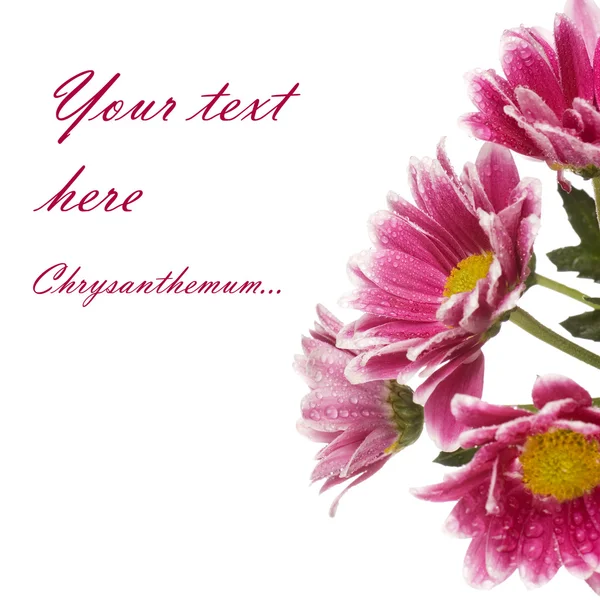 Chrysanthemum flower isolated on white background — Stock Photo, Image