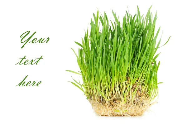 Frisches grünes Gras isoliert auf weißem Hintergrund — Stockfoto