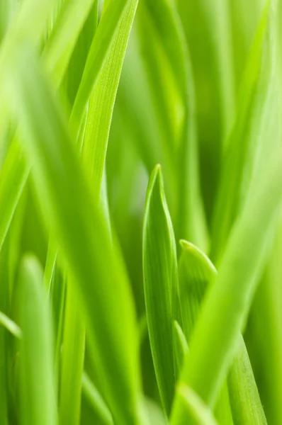Beyaz arka planda izole edilmiş taze yeşil çimen — Stok fotoğraf