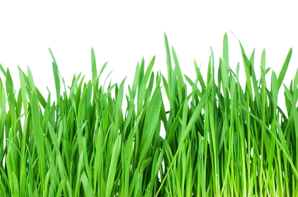 Beyaz arka planda izole edilmiş taze yeşil çimen — Stok fotoğraf