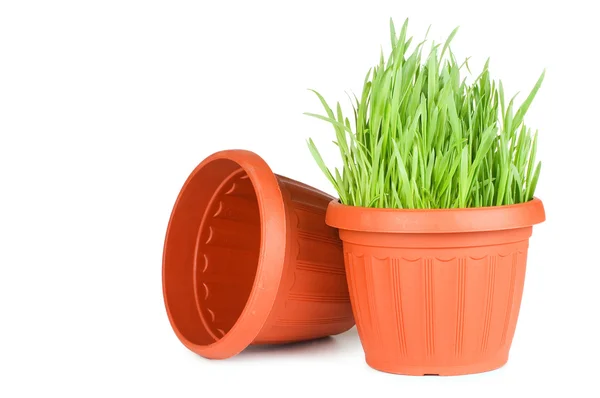 Grama verde em um pote isolado em um fundo branco — Fotografia de Stock