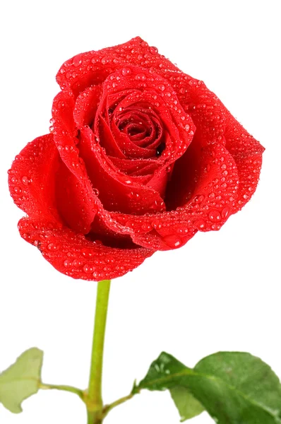 Rosa roja aislada sobre fondo blanco —  Fotos de Stock