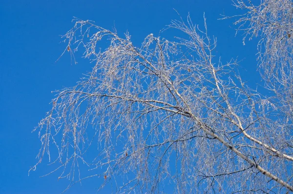 Зимние снежные ветви дерева на голубом фоне неба — стоковое фото