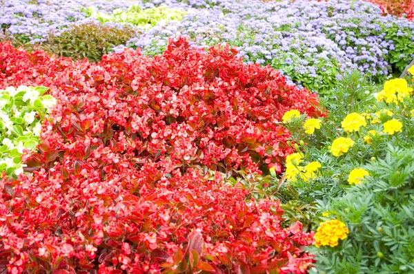 Kolorowe kwiaty w tle — Zdjęcie stockowe
