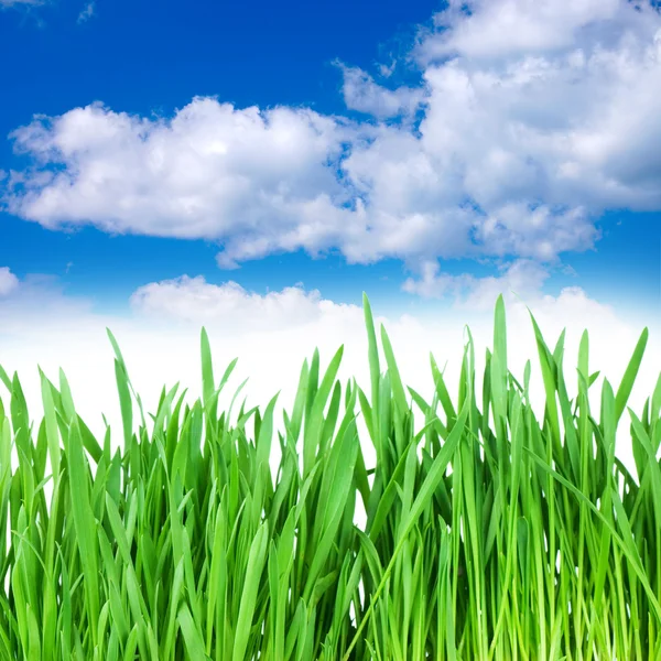 Grass and cloudy sky — Stock Photo, Image