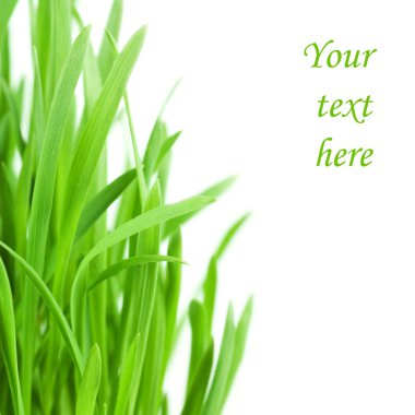 Fresh green grass isolated on white background clipart