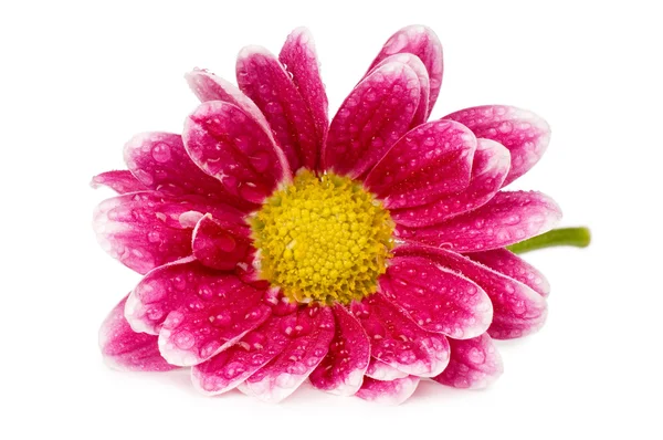 Flor de crisantemo aislada sobre fondo blanco — Foto de Stock