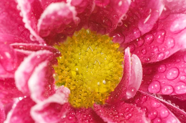 Chryzantéma květina zavřít — Stock fotografie