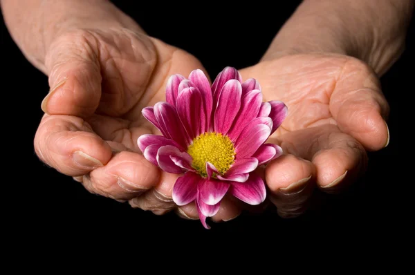 Las manos viejas con una flor en el negro — Foto de Stock