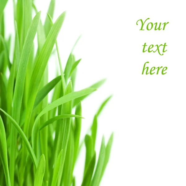 Frisches grünes Gras isoliert auf weißem Hintergrund — Stockfoto