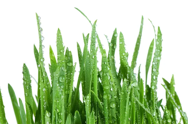 Erba fresca verde isolato su sfondo bianco — Foto Stock