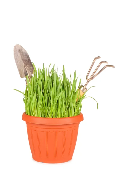 Zöld fű a pot elszigetelt fehér background — Stock Fotó