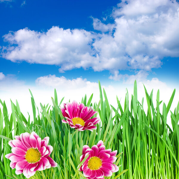 Spring flowers in the grass against the sky