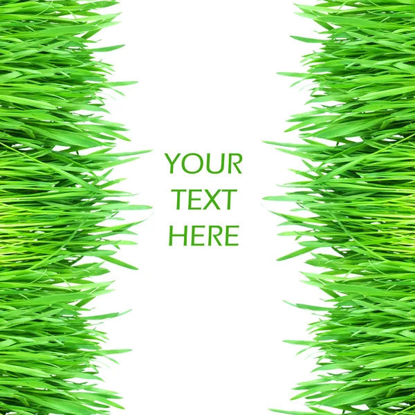 Grama verde fresco isolado no fundo branco — Fotografia de Stock