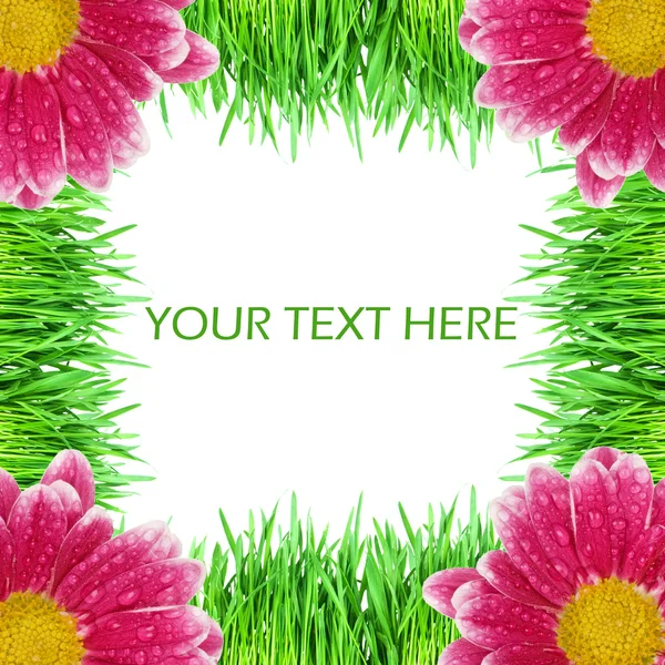 Zelené trávě s růžové barvy — Stock fotografie