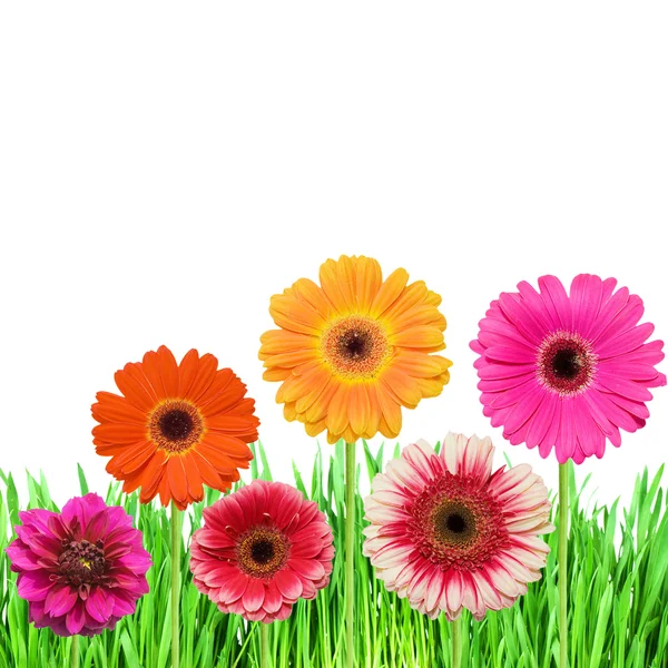 Zelené trávě s růžové barvy — Stock fotografie