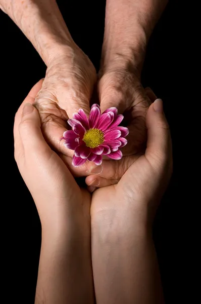 Las manos viejas con una flor en el negro — Foto de Stock