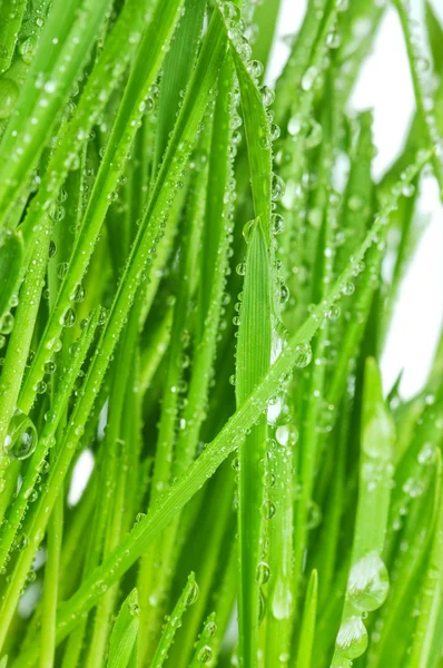 Hierba verde fresca con gotas de agua —  Fotos de Stock