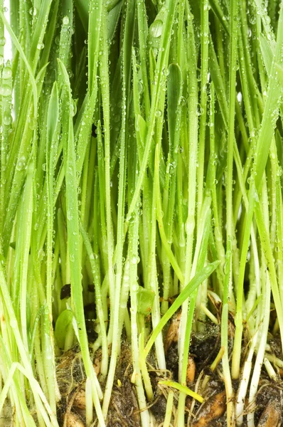 Färskt grönt gräs med vattendroppar — Stockfoto